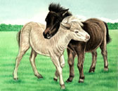 Miniature Horse, Equine Art - Mini Foals